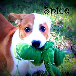 Thumbnail photo of Spice ~ meet me! #1