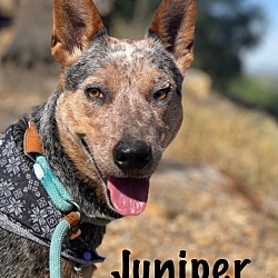 Photo of Juniper