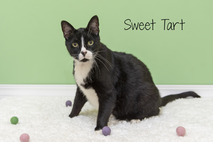 Thumbnail photo of Sweet Tart #1
