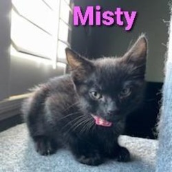 Thumbnail photo of Misty #1