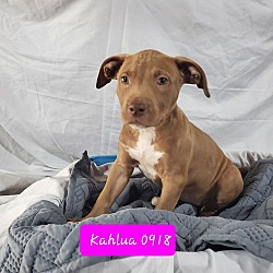 Thumbnail photo of BP Pup Kahlua #2