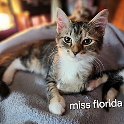 Thumbnail photo of Miss Florida #2