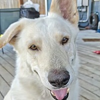 adopt-pet