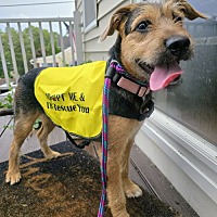 adopt a pet