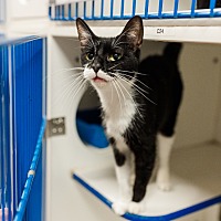 adopt a pet