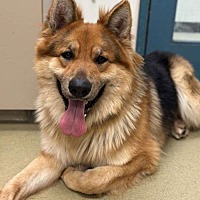 adopt a pet