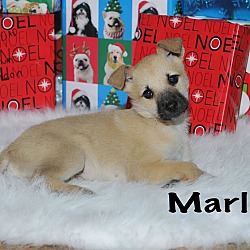 Thumbnail photo of Marlo #1