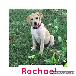 Photo of Rachael