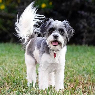 Houston, TX - Lhasa Apso/Mixed Breed (Small). Meet Jolie a Pet for ...