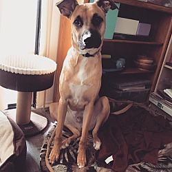 Photo of Bosco