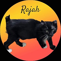 Thumbnail photo of Rajah #2