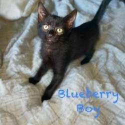 Thumbnail photo of Blueberry #2