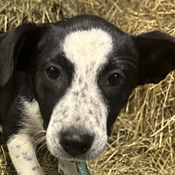 Thumbnail photo of Hayride Hazel GREAT WITH CATS & KIDS! #1