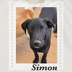 Thumbnail photo of Simon #2