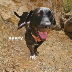 Thumbnail photo of Beefy #2