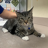 adopt a pet