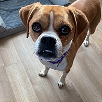 adopt a pet