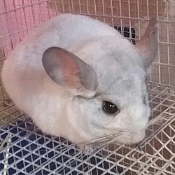 Photo of Thumper