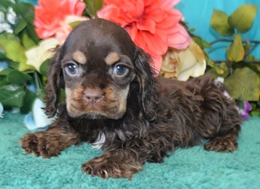 SAN LEANDRO, CA - Cocker Spaniel. Meet Cocker Spaniel a Pet for ...