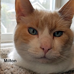 Thumbnail photo of Milton #1