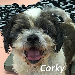 Photo of Corky