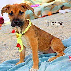Thumbnail photo of Tic Tac~adopted! #1