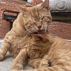 Photo of Chester & seeing eye cat Rusty