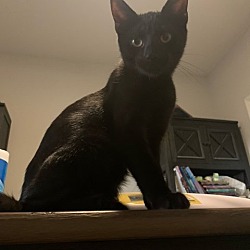 Photo of Sage