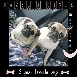 Photo of HAZEL & DIXIE 2 YEAR PUGS