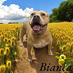 Photo of Bianca