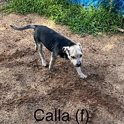 Thumbnail photo of Calla #2