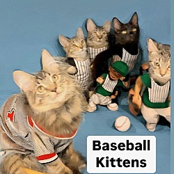 Thumbnail photo of Mr and Miss Baseball Kittens Martinez PFE Oct 12 #1