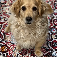 adopt-pet