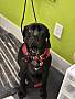 BARNABUS - Labrador Retriever / Terrier (Unknown Type, Medium) available for adoption