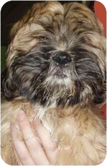 Montreal And Area Qc Shih Tzu Meet Amaretto A Pet For Adoption