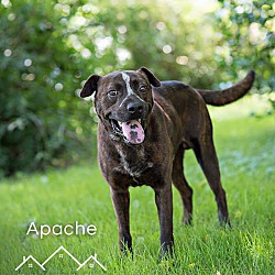 Thumbnail photo of Apache #1