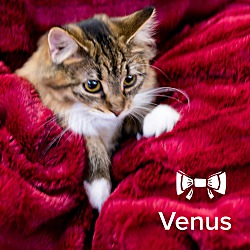 Thumbnail photo of Venus and Serena #4