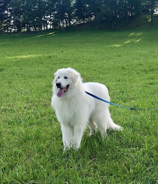 Adopt Axel a White Great Pyrenees / Great Pyrenees / Mixed ...