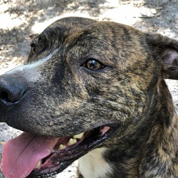 Photo of Duke