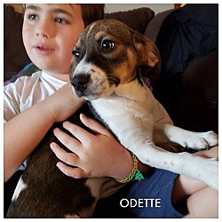 Photo of Odette