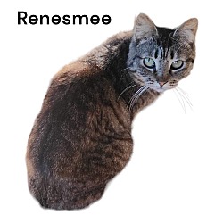 Thumbnail photo of Renesmee #2