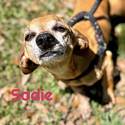 Thumbnail photo of SADIE #3