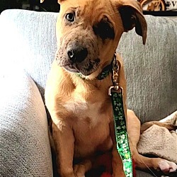 Thumbnail photo of Zola - Cutest Pittie Mix Pup #4