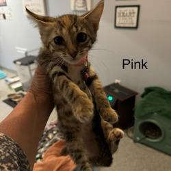 Thumbnail photo of Pink #1