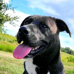 Thumbnail photo of Pibble #2