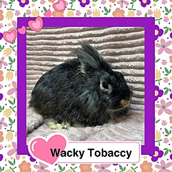 Thumbnail photo of Wacky Tobaccy #2