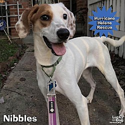 Thumbnail photo of Nibbles #3