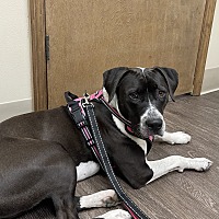 adopt a pet