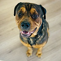 adopt a pet