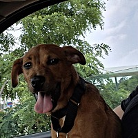 adopt a pet